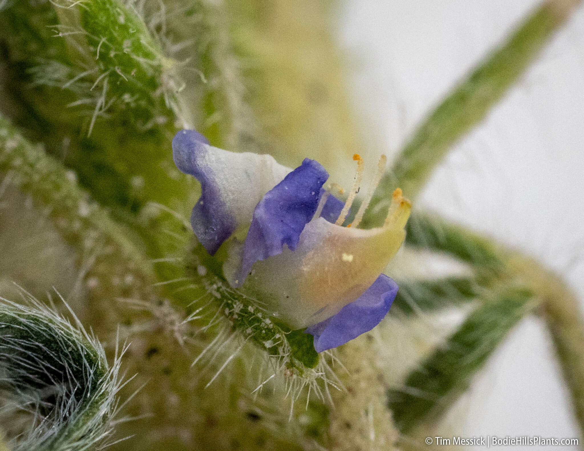 Image of Intermountain lupine