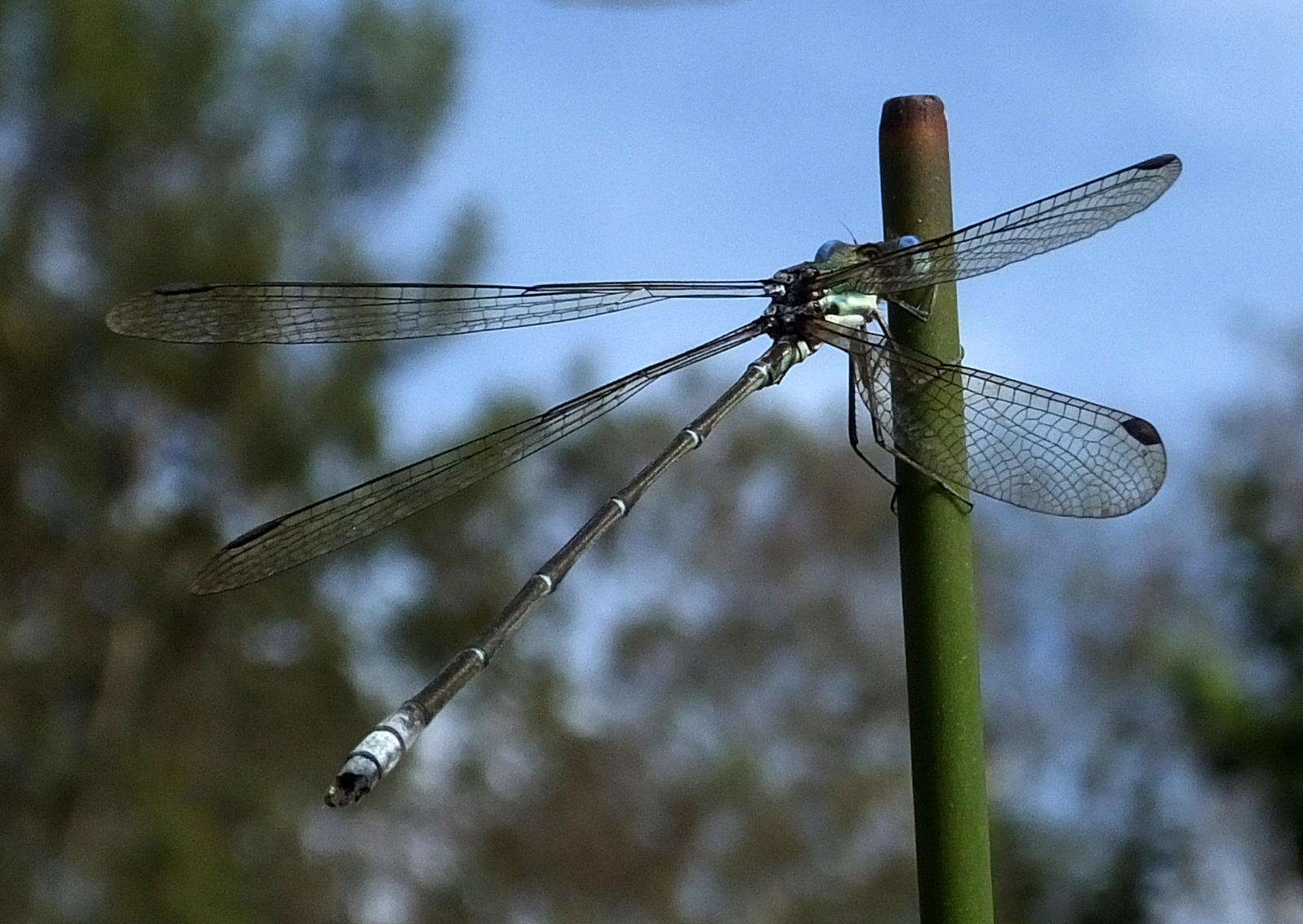 Imagem de Lestes virgatus (Burmeister 1839)