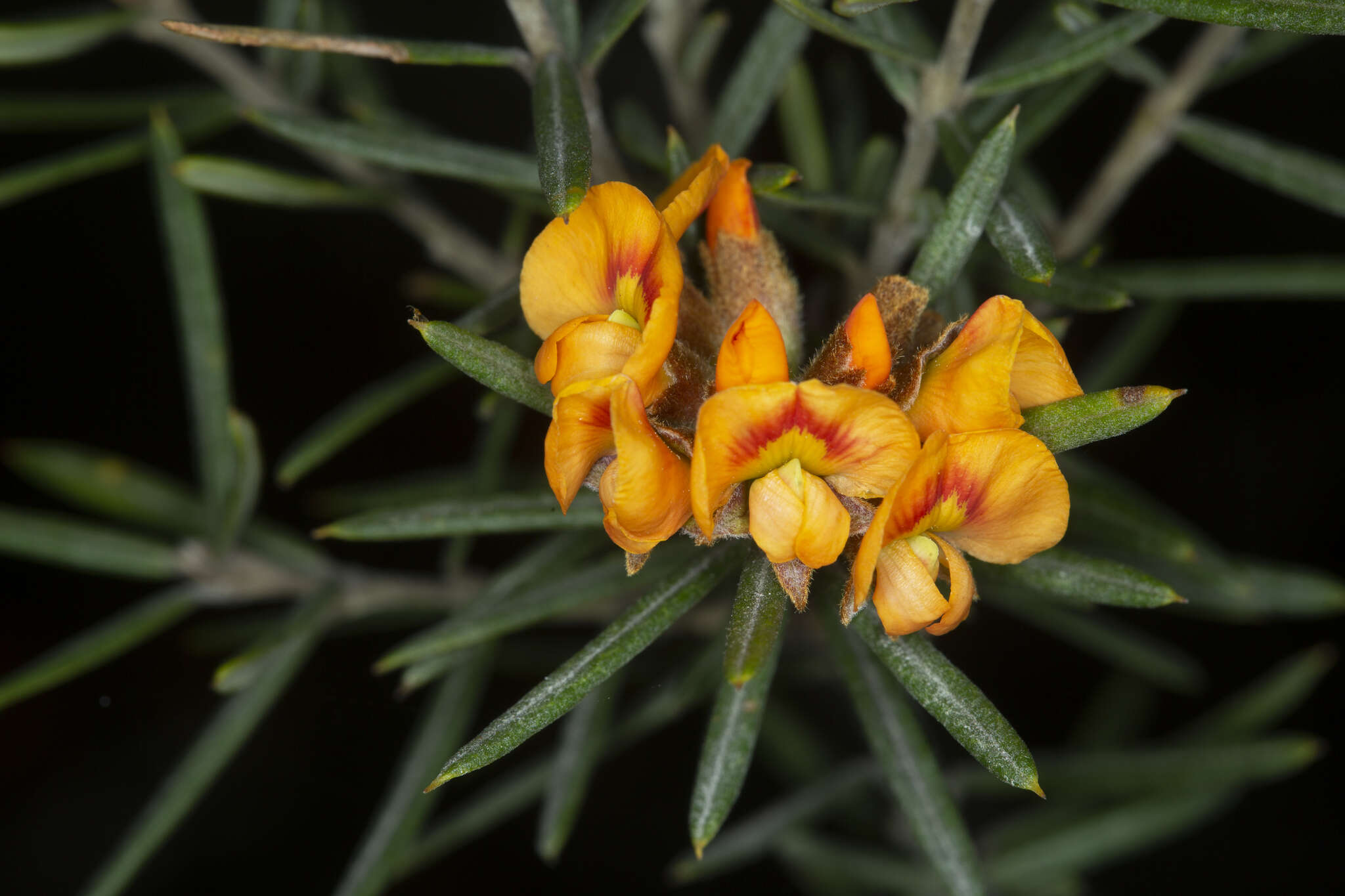 Image of Oxylobium arborescens R. Br.