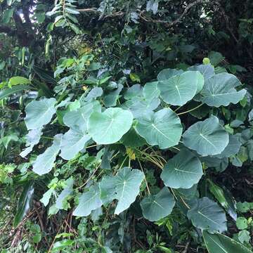 Image of Homalanthus fastuosus (Linden) Fern.-Vill.