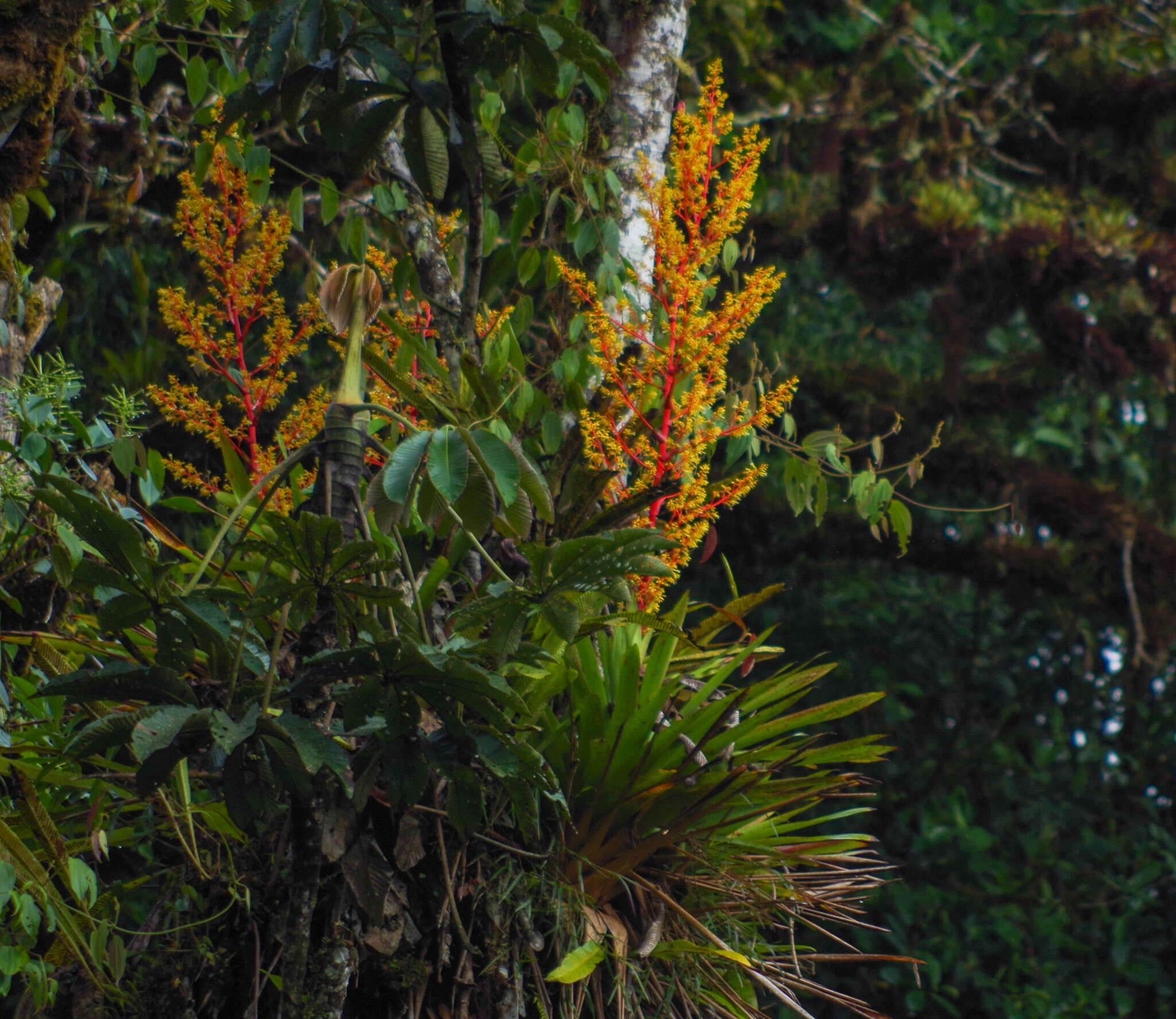 Guzmania diffusa L. B. Sm.的圖片