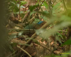 Image of Blue-naped Pitta