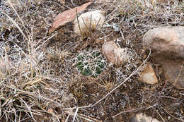 Imagem de Echinopsis obrepanda (Salm-Dyck) K. Schum.