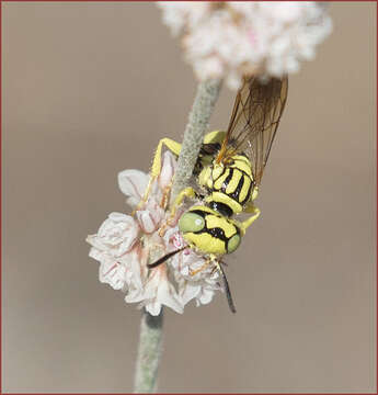 Imagem de Philanthus multimaculatus Cameron 1891