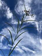 Imagem de Scirpus polyphyllus Vahl