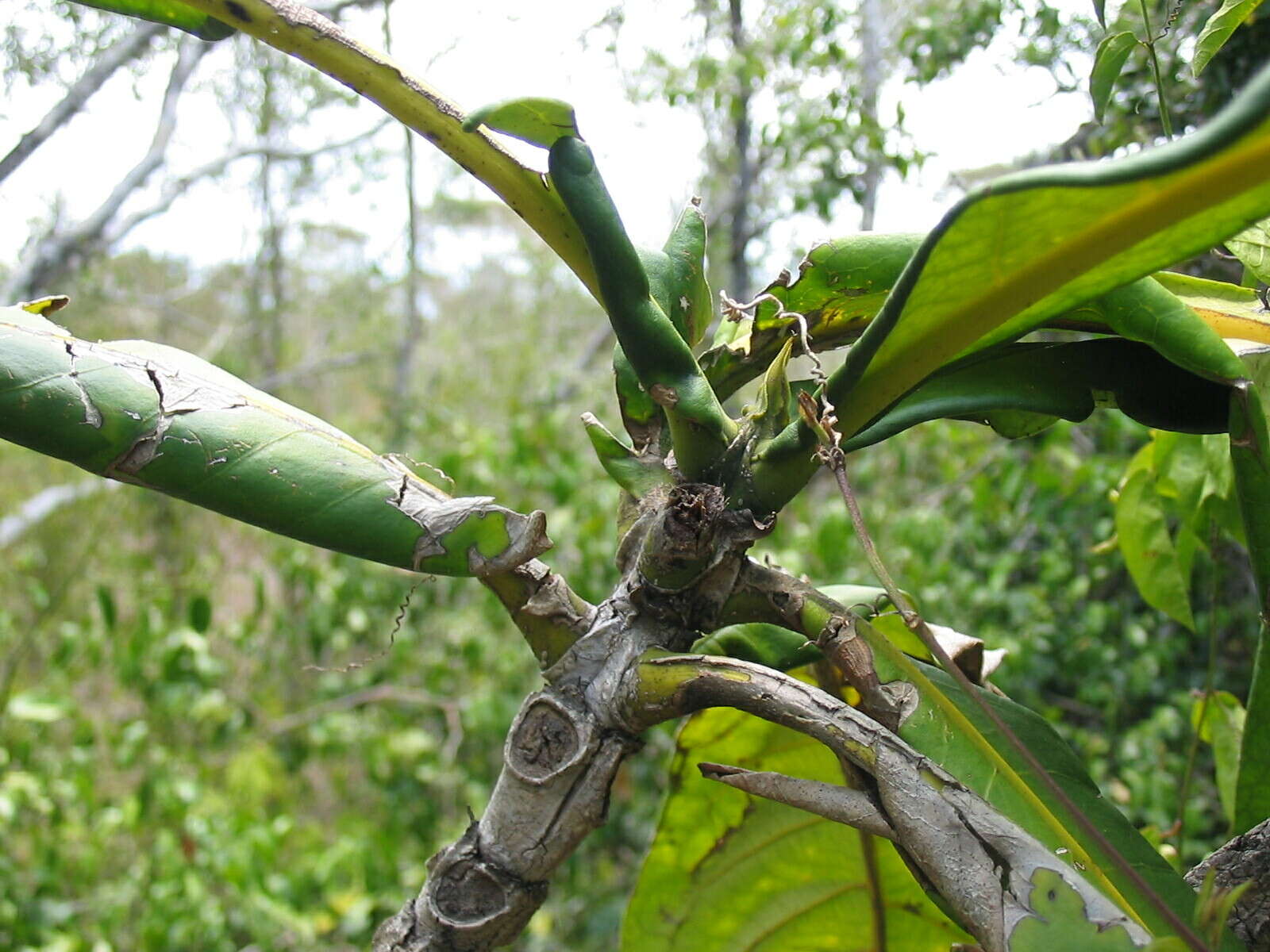 Image of Ixora margaretae (N. Hallé) Mouly & B. Bremer