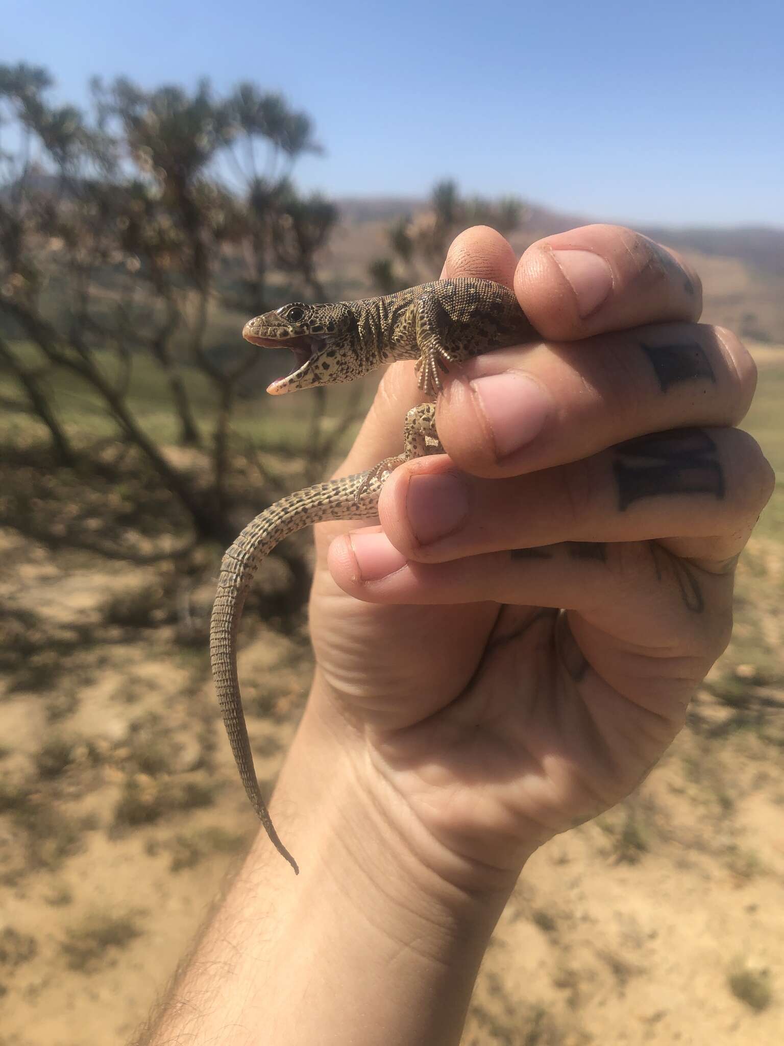 Image of Spotted Sandveld Lizard