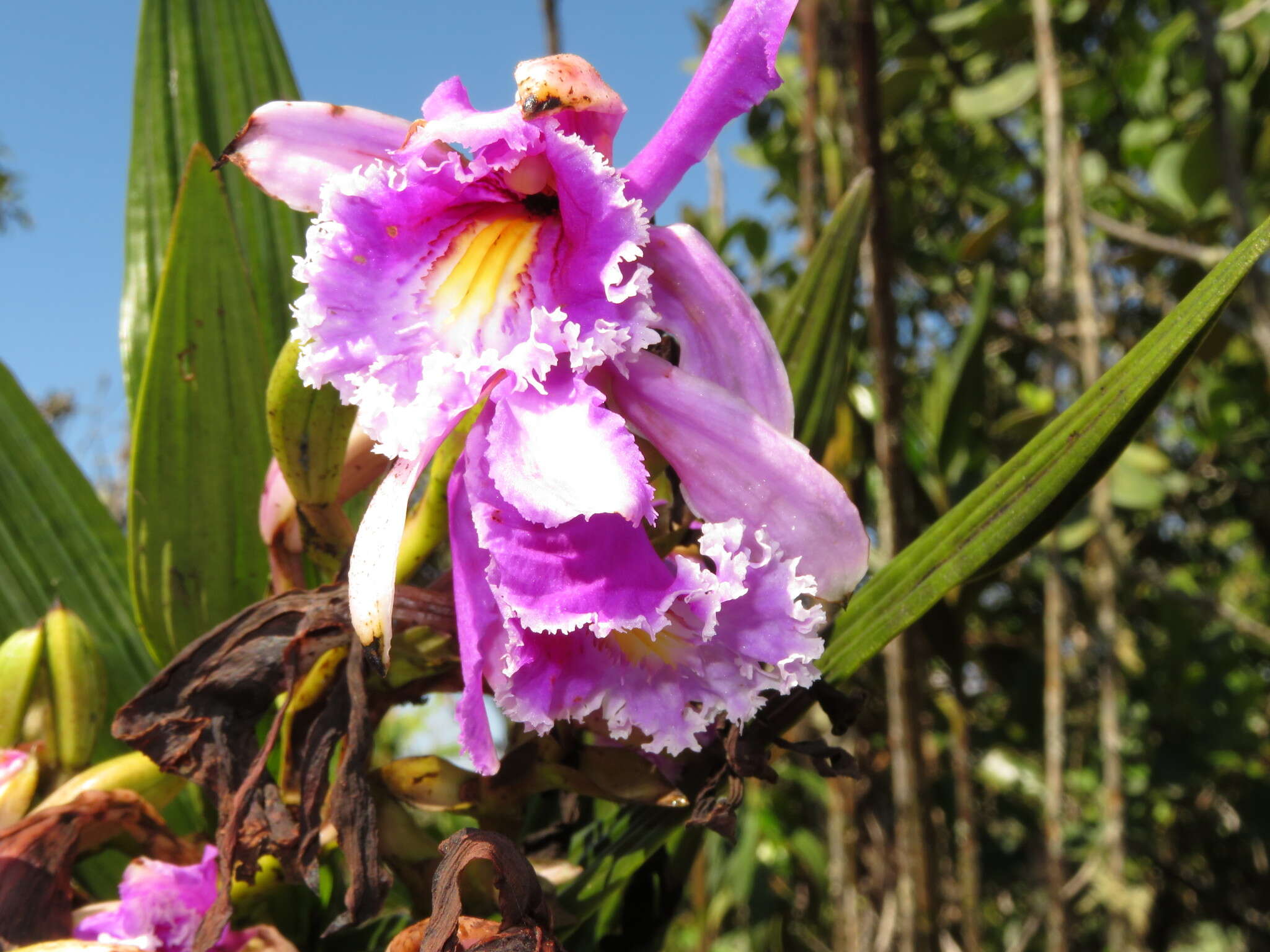 Image of Sobralia roezlii Rchb. fil.