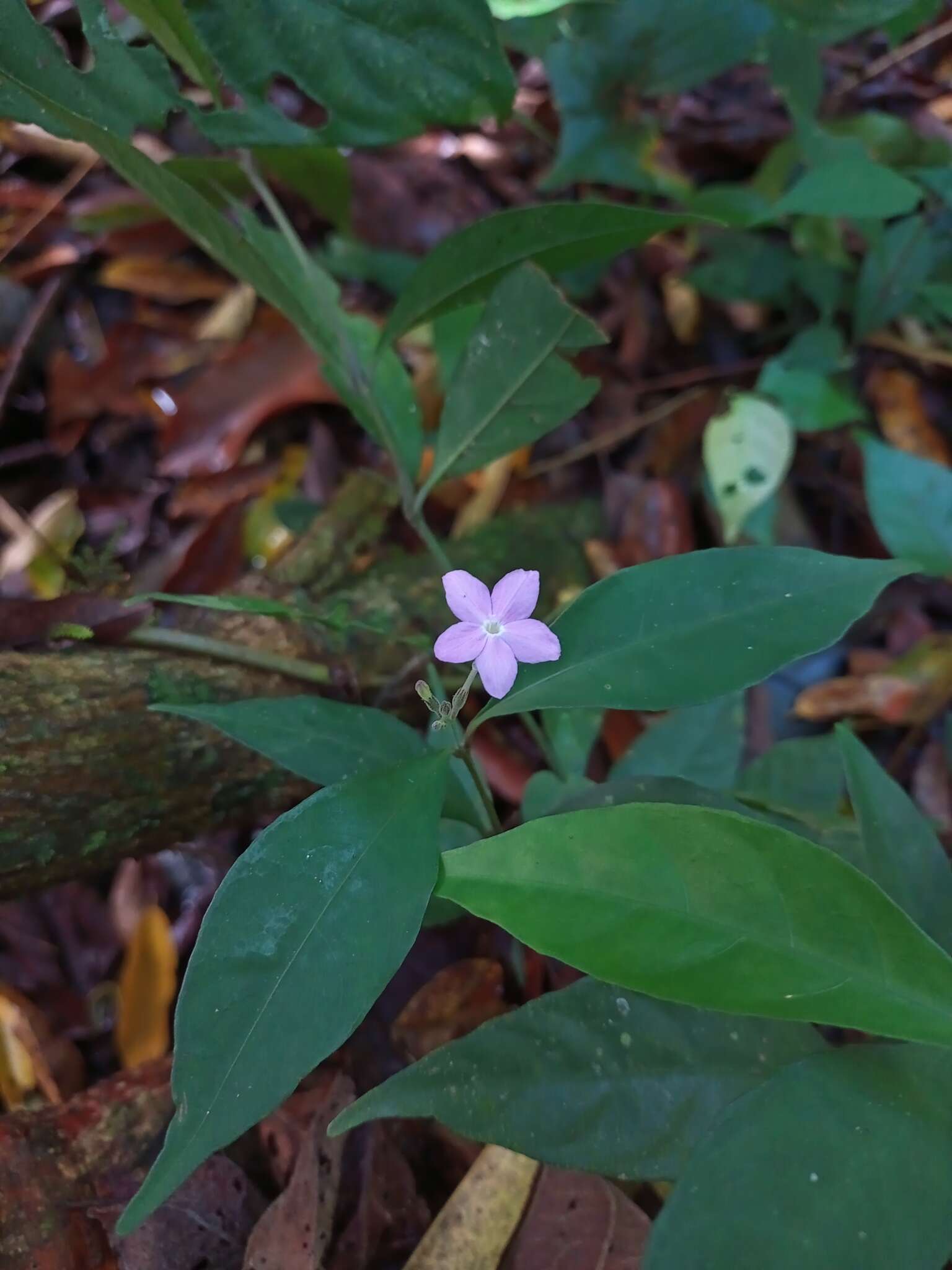 Pseuderanthemum verapazense Donn. Smith resmi