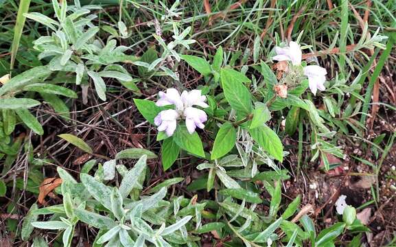 Image de Justicia chrysotrichoma Pohl ex Nees