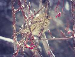 Image of Red-mantled Rosefinch