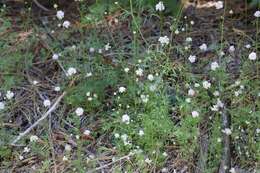 Image of foothill gilia