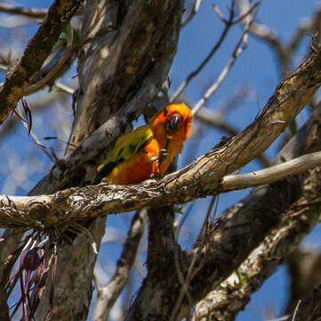 Image of Sun Parakeet