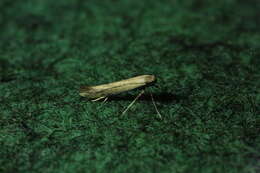 صورة Aspilapteryx tringipennella (Zeller 1839)