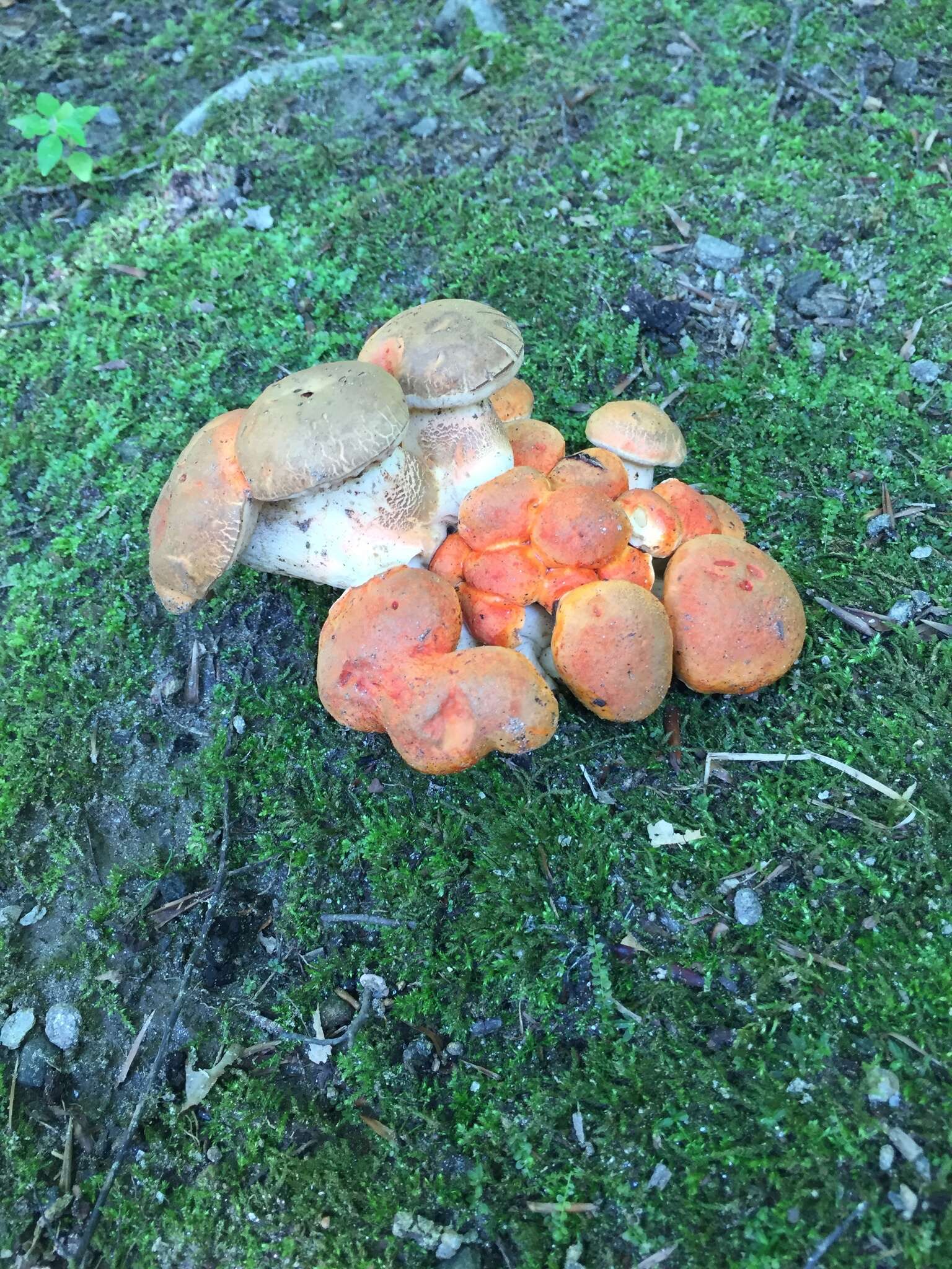 Image of Gyroporus ballouii (Peck) E. Horak 2011