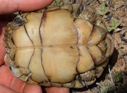 Image of Karroo Tortoise