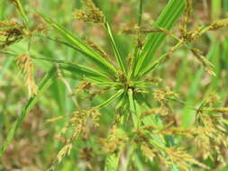 Cyperus nutans Vahl的圖片