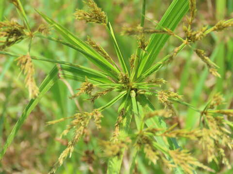 Cyperus nutans Vahl的圖片