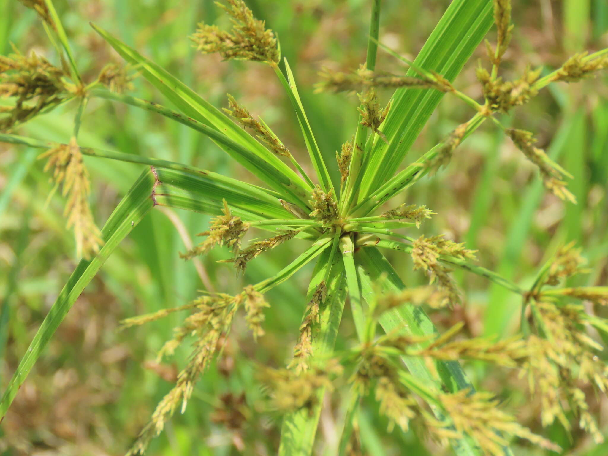 Cyperus nutans Vahl的圖片