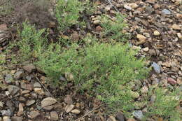 Image of narrow-leaved pepperwort