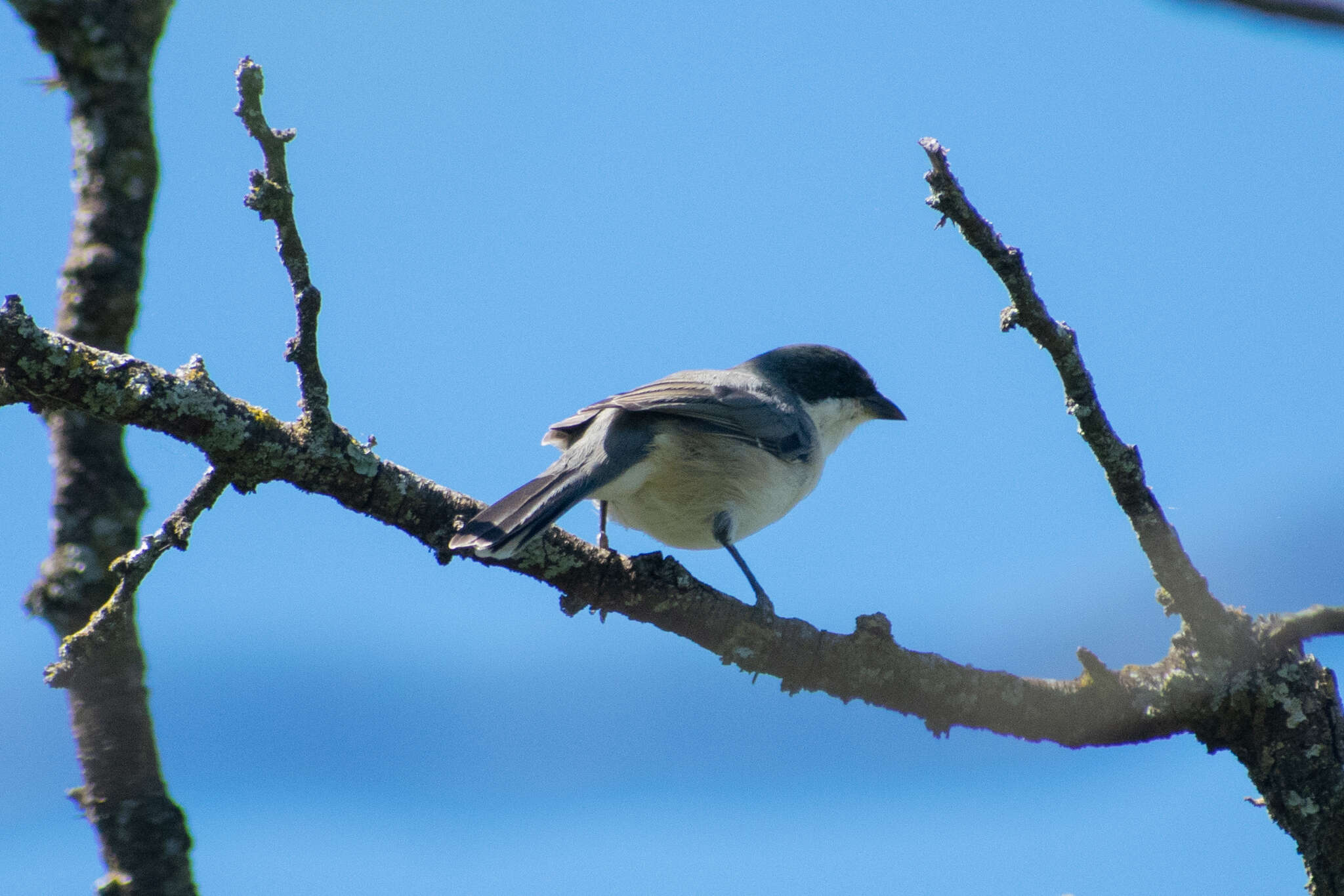 Image of Black-capped Warbling Finch