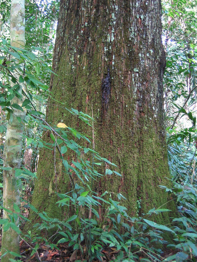 Image of brazilnut