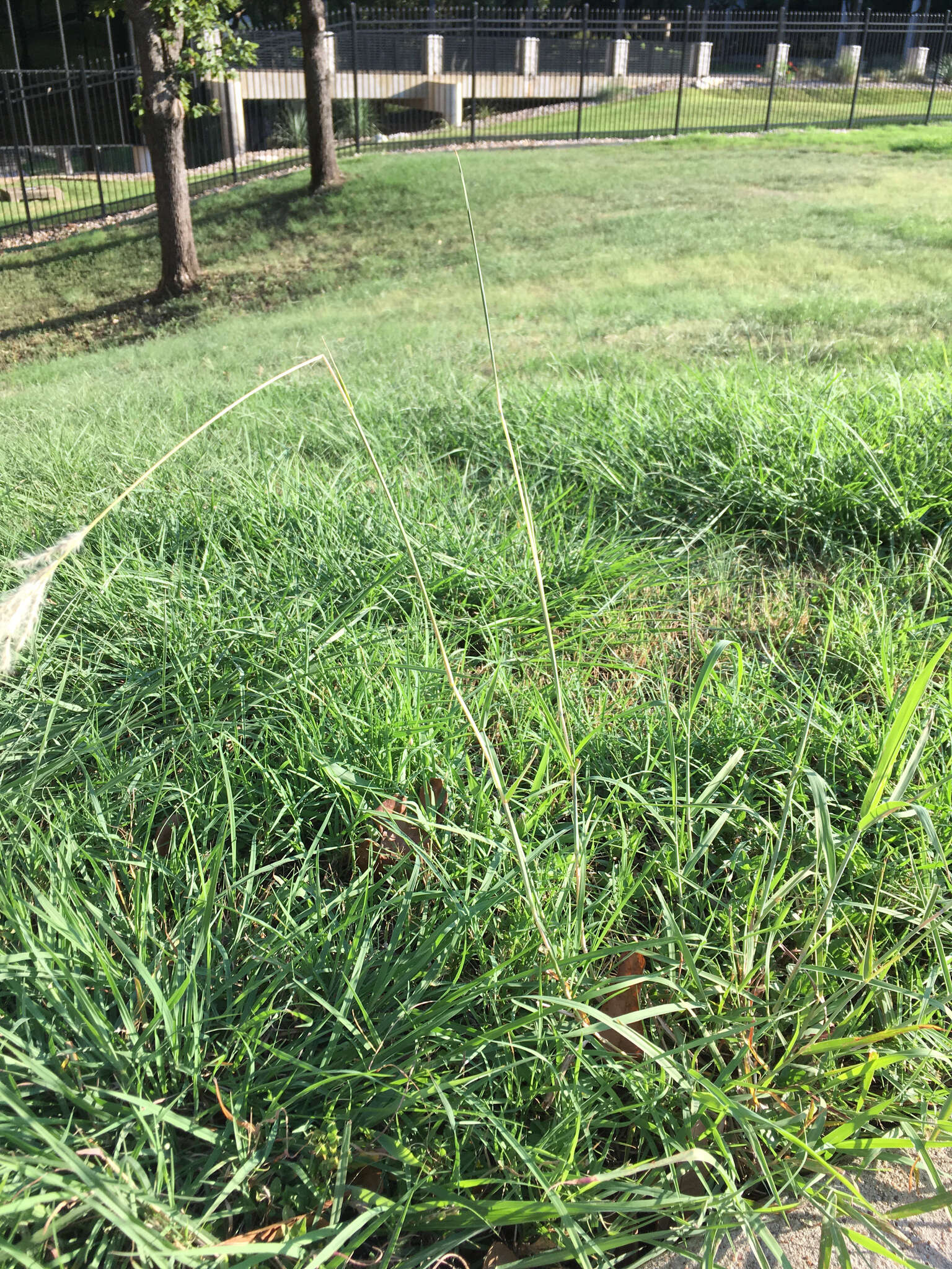 Imagem de Bothriochloa torreyana (Steud.) Scrivanti & Anton