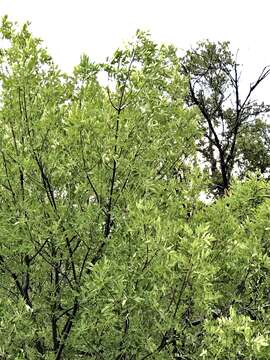 Image of Chihuahuan ash