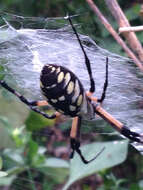 Image of Black-and-Yellow Argiope