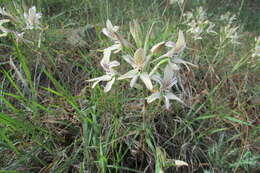 Image of Disa harveyana subsp. longicalcarata S. D. Johnson & H. P. Linder