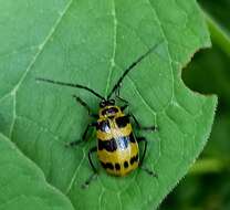 Image of <i>Meristata quadrifasciata</i>