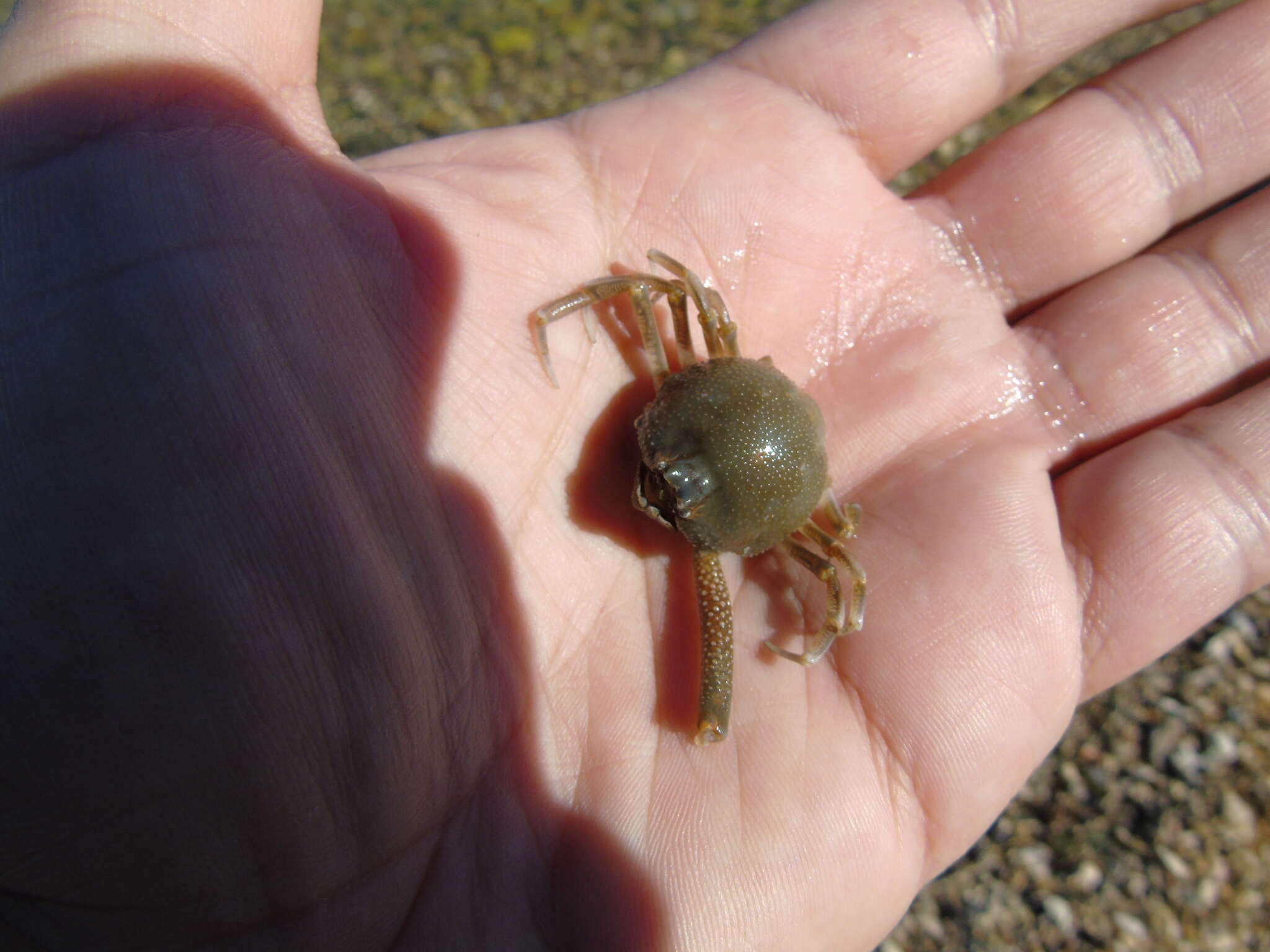 Image of Mediterranean nut crab