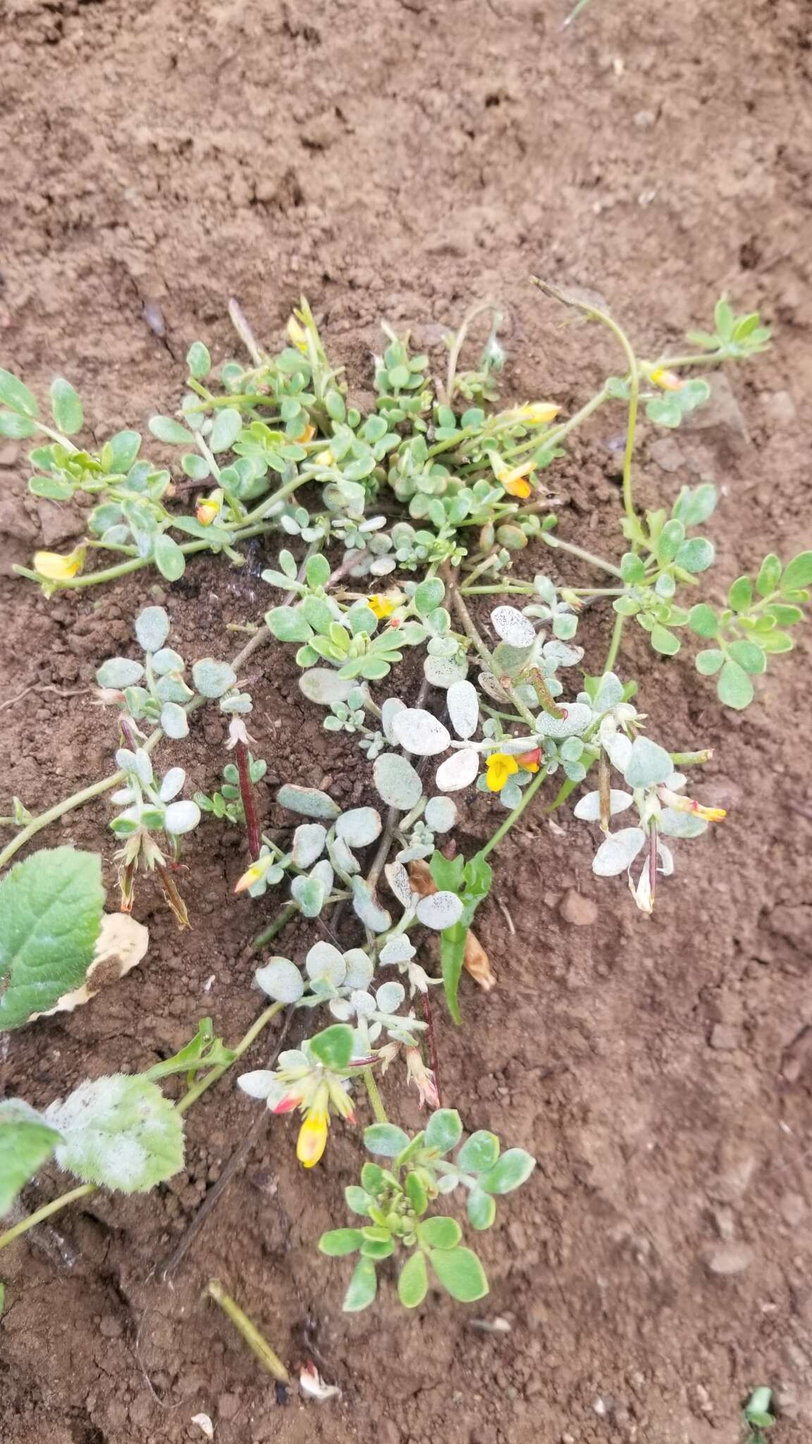 Image of coastal bird's-foot trefoil