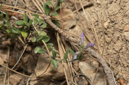 Imagem de Polygala venulosa Sm.