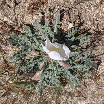 Image de Oenothera avita subsp. avita