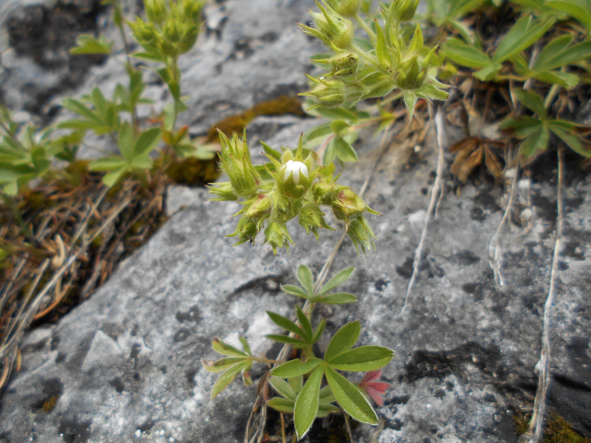 Image of Potentilla caulescens L.