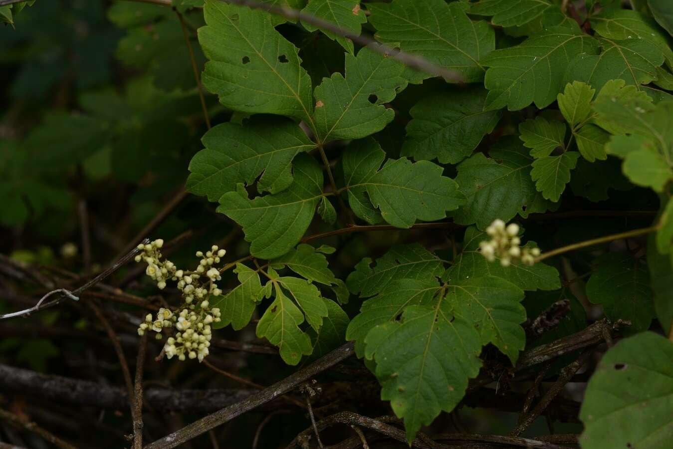 Image of Serjania racemosa Schum.