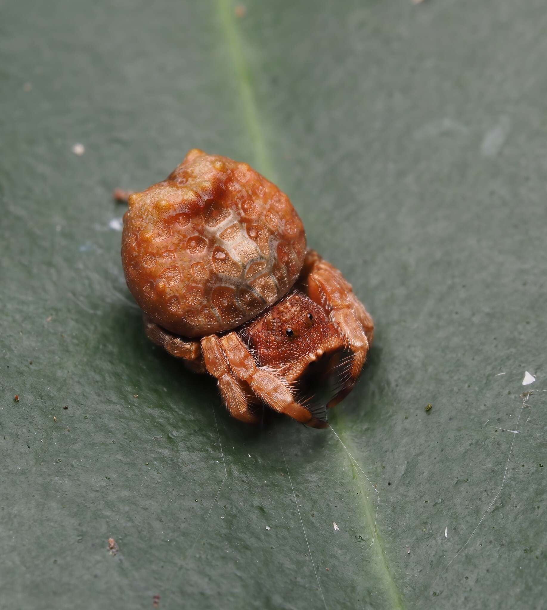 Image of Arkys tuberculatus (Balogh 1978)