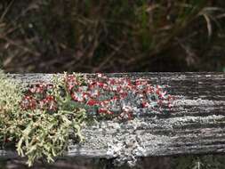 Image of Ravenel's cup lichen