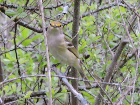 Image of White-eyed Vireo