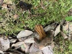 Image of Gyromitra sphaerospora (Peck) Sacc. 1889