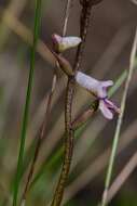 Disa aconitoides subsp. aconitoides resmi