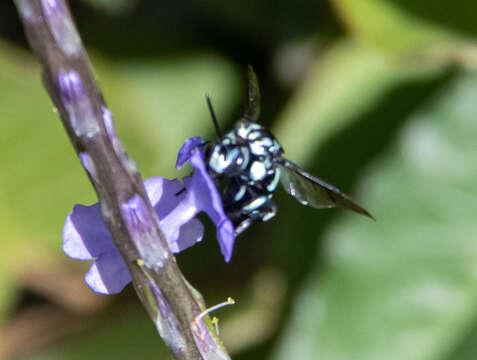 Image of Thyreus nitidulus nitidulus (Fabricius 1804)