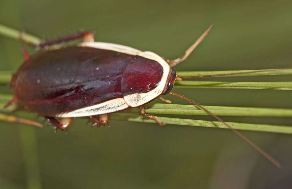 Image of Methana caneae Pope 1953