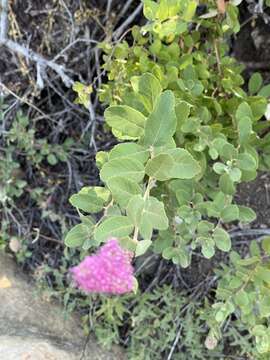 Image of rose spirea