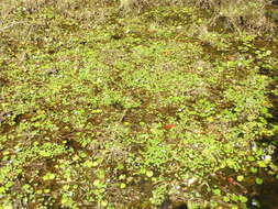 Image of <i>Pontederia diversifolia</i>