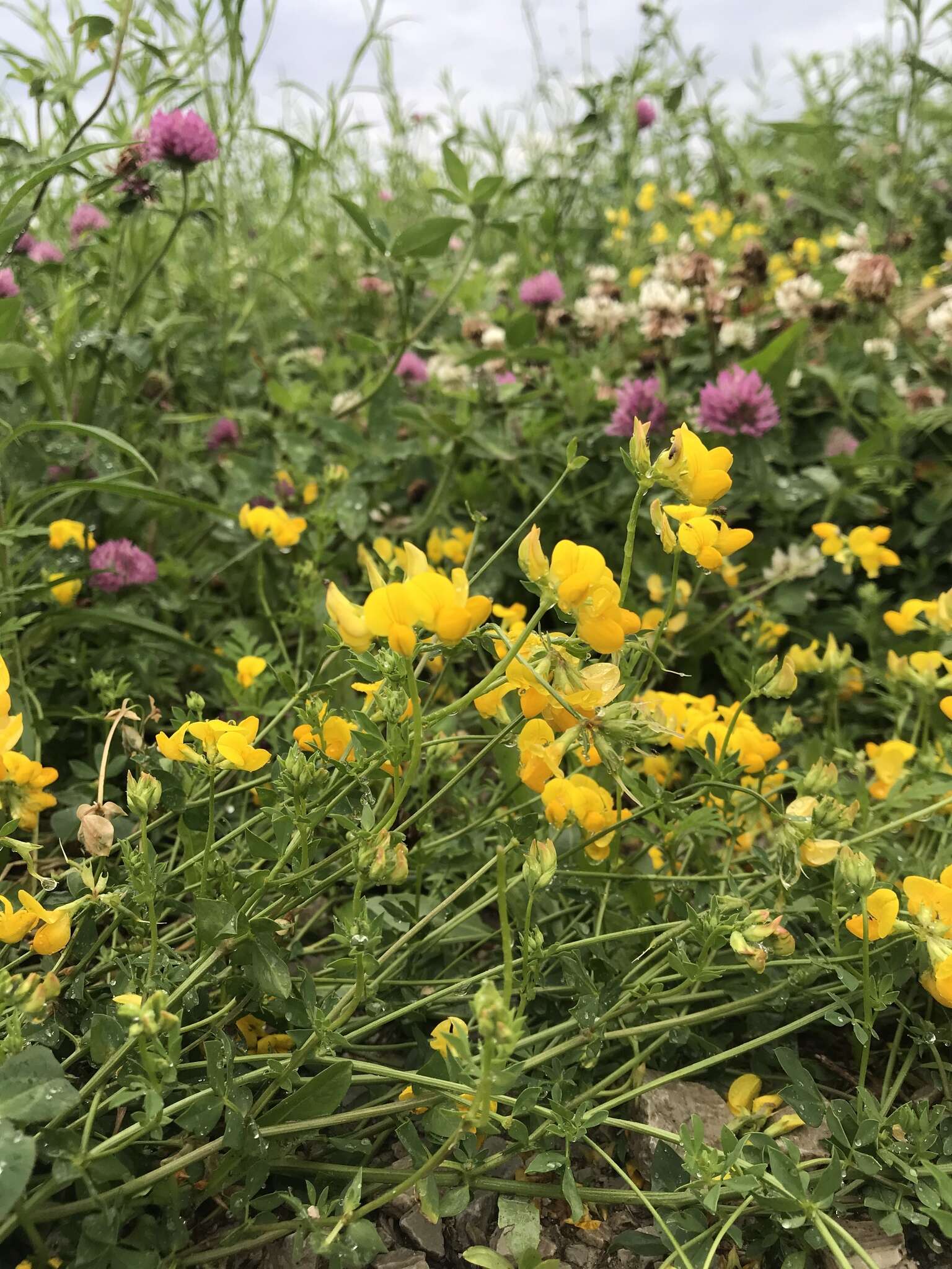 Image of bird's-foot trefoil