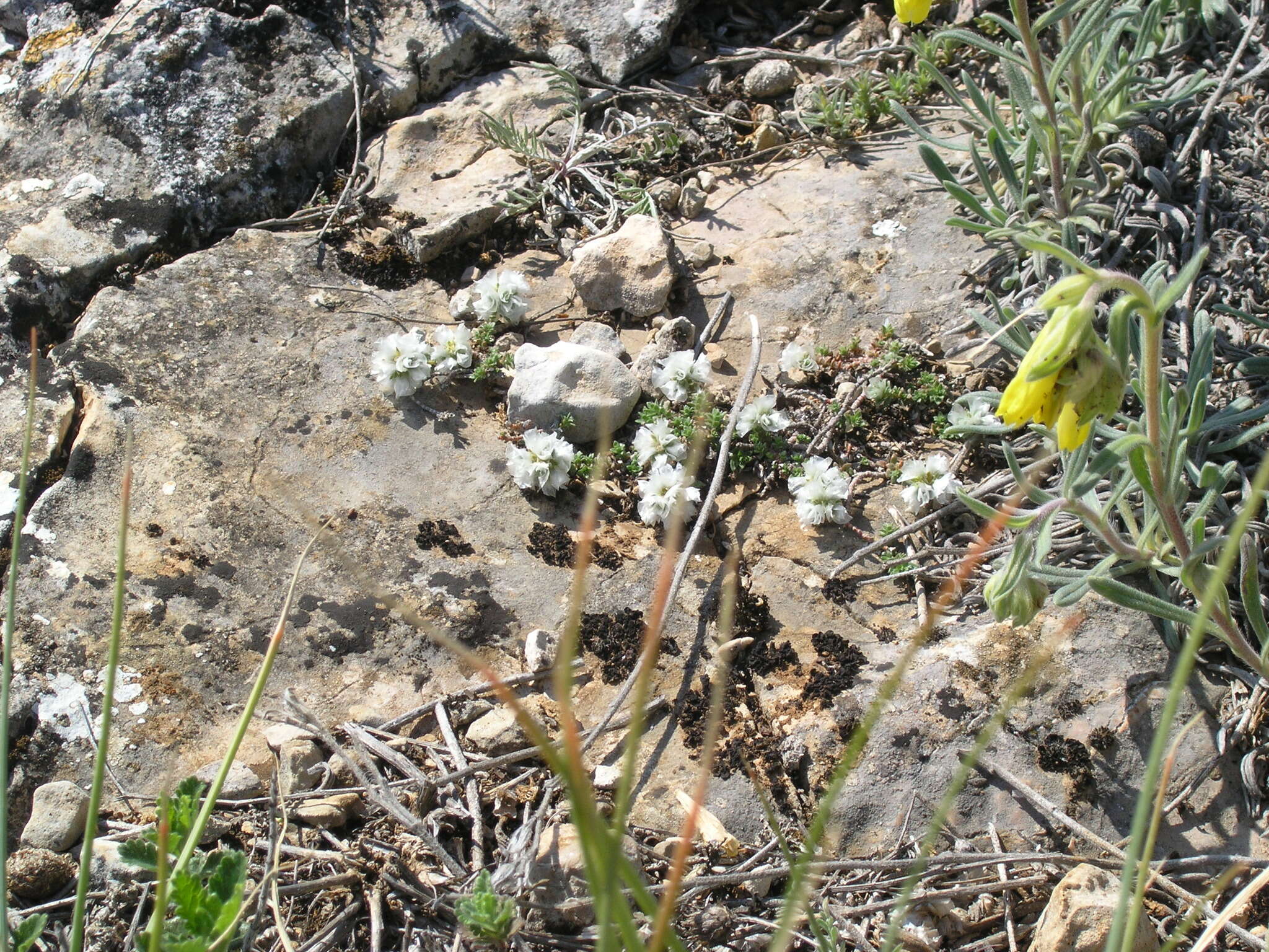 Imagem de Paronychia cephalotes (M. Bieb.) Besser