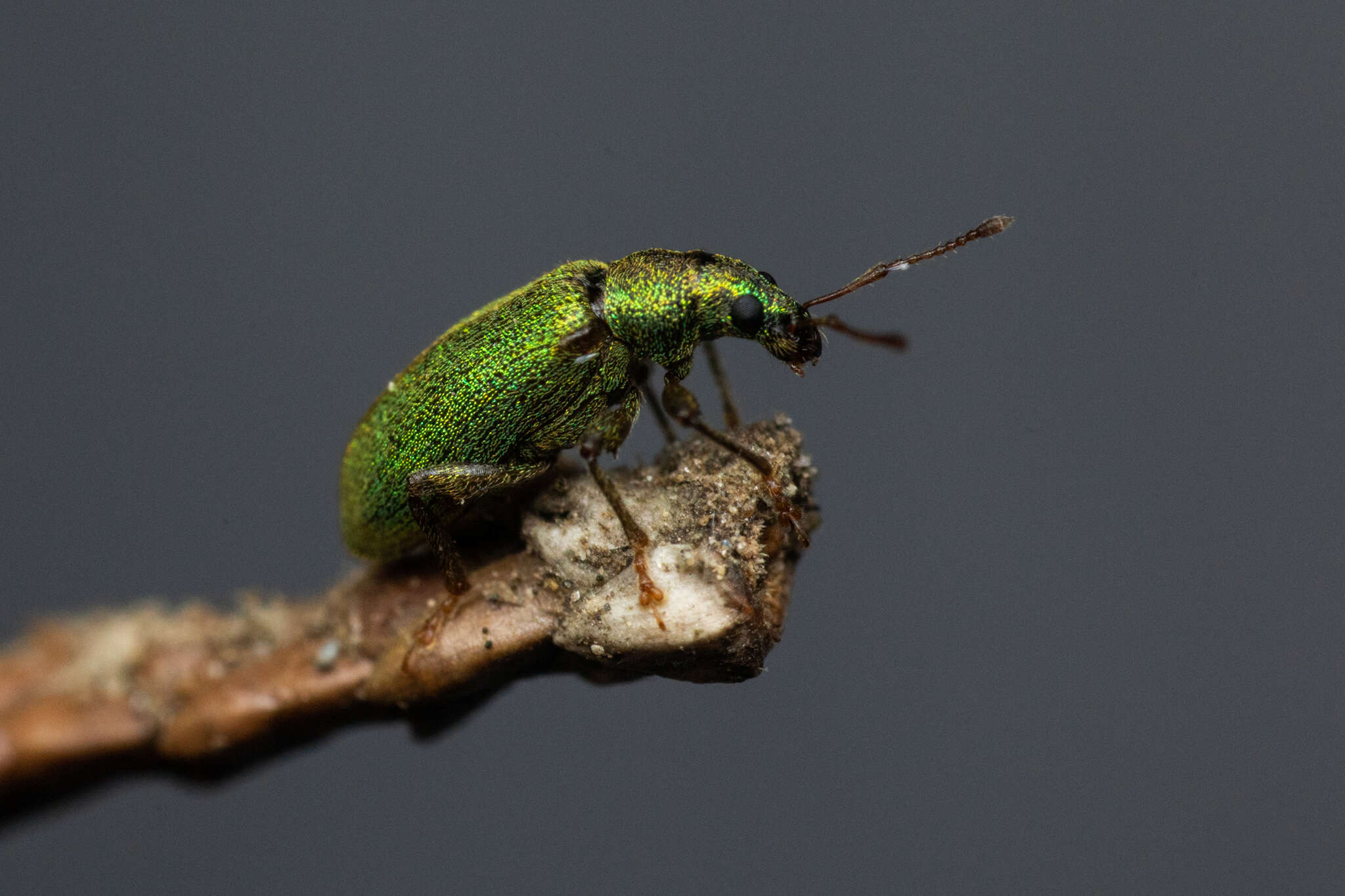 Plancia ëd Parascythopus intrusus (Kono 1948)