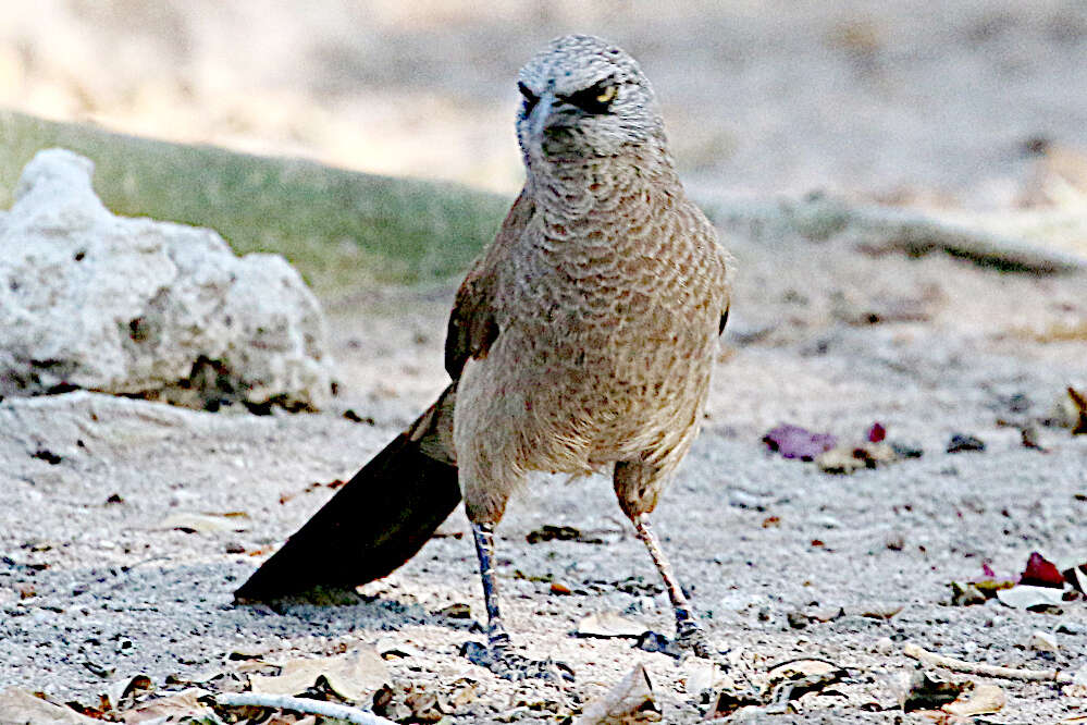 Image of Black-faced Babbler